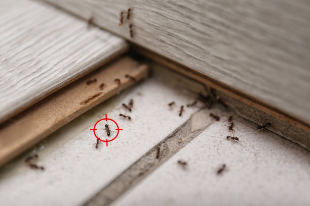 Best Best Pest Control Companies  in Oakley, UT
