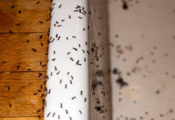Best Commercial Pest Control Services  in Oakley, UT